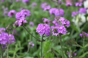 Verbena rigida