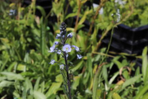 Veronica gentianoides