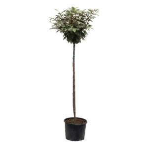 Elaeagnus ebbingei Compact