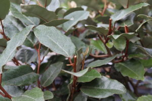 Elaeagnus ebbingei Compact