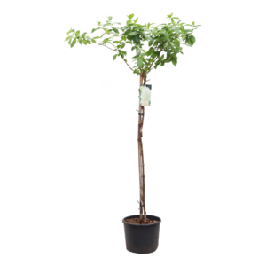 Hydrangea paniculata Limelight