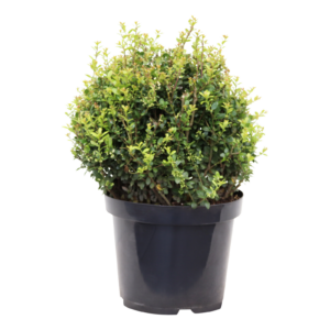 Ilex crenata Caroline Upright