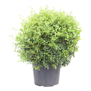 Osmanthus burkwoodii