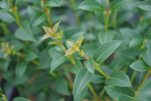 Osmanthus burkwoodii