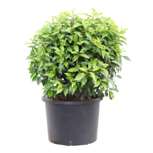 Prunus lusitanica Angustifolia