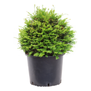Taxus baccata
