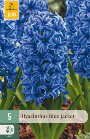 Hyacinthus Blue Jacket