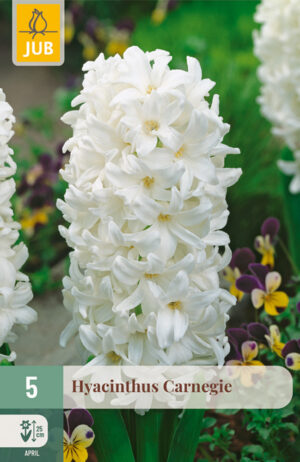 Hyacinthus Carnegie