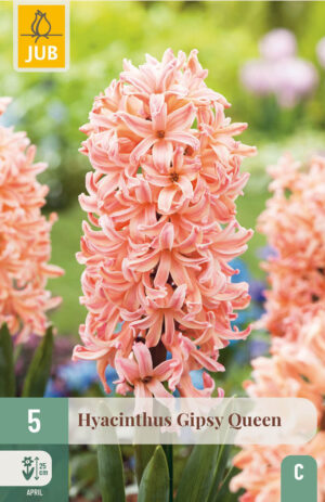 Hyacinthus Gipsy Queen