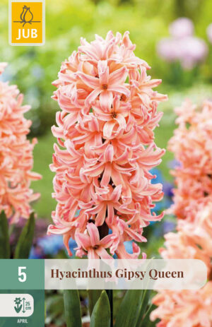 Hyacinthus Gipsy Queen