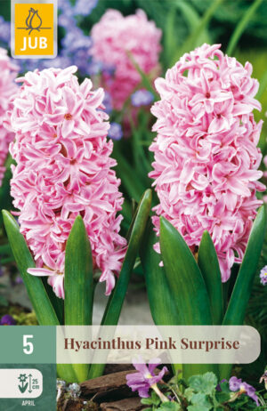 Hyacinthus Pink Surprise