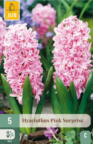 Hyacinthus Pink Surprise