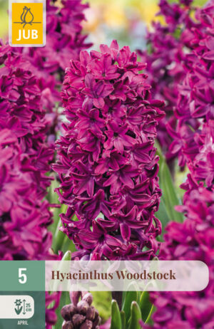 Hyacinthus Woodstock