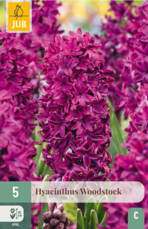 Hyacinthus Woodstock