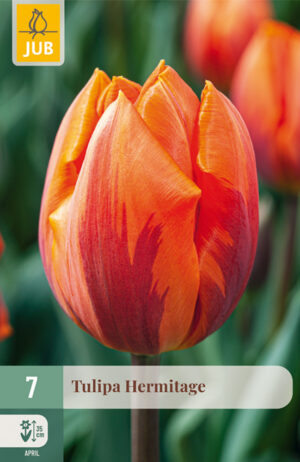 Tulipa Hermitage