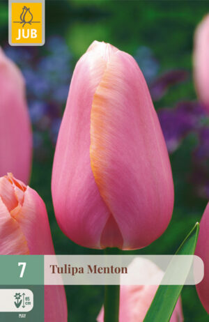 Tulipa Menton