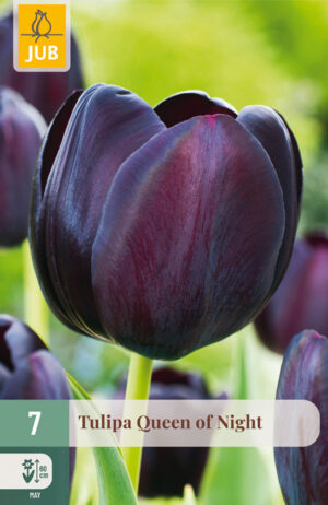 Tulipa Queen of Night