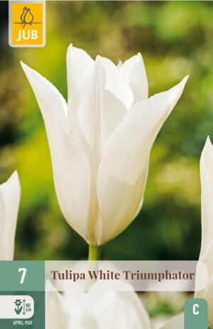 Tulipa White Triumphator