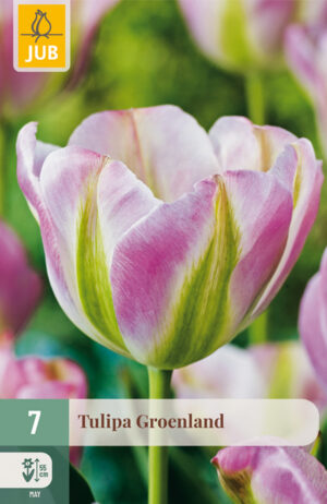 Tulipa Groenland