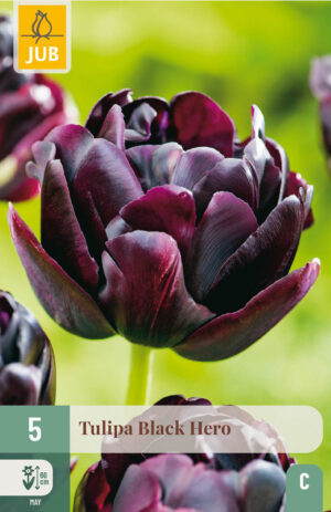 Tulipa Black Hero