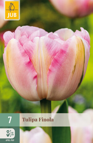 Tulipa Finola