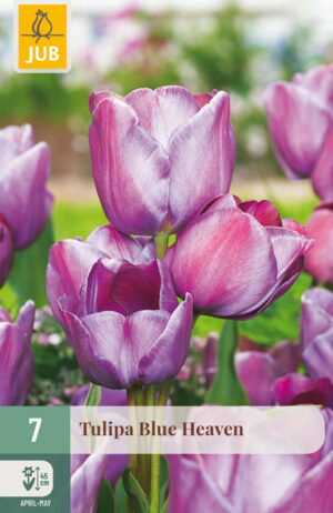 Tulipa Blue Heaven
