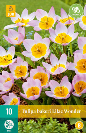 Tulipa bakeri Lilac Wonder