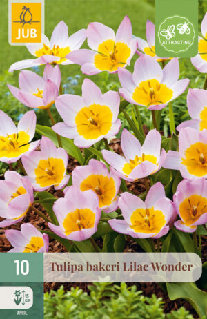 Tulipa bakeri Lilac Wonder