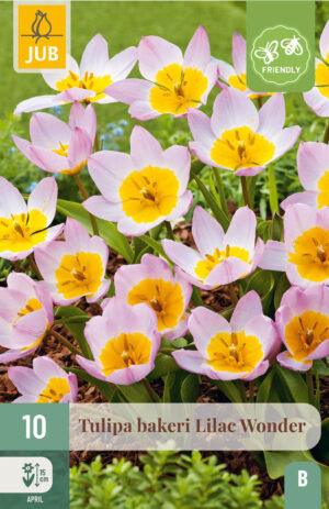 Tulipa bakeri Lilac Wonder