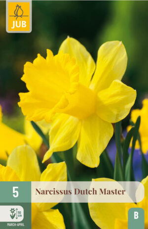 Narcissus Dutch Master