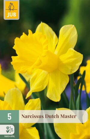 Narcissus Dutch Master