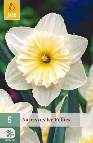 Narcissus Ice Follies