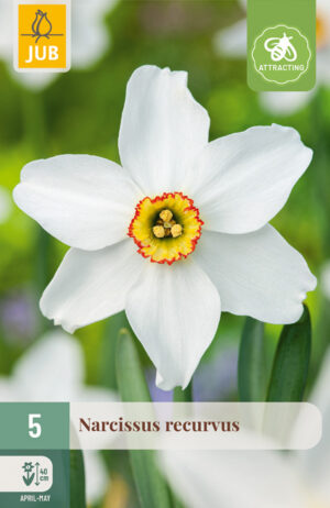 Narcissus Recurvus