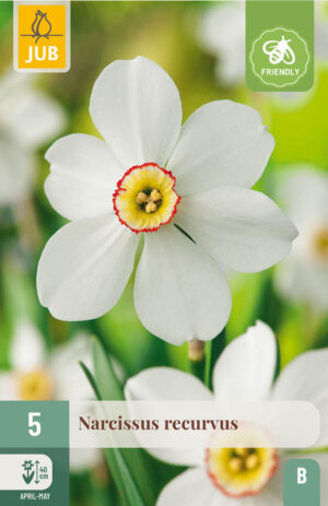 Narcissus Recurvus