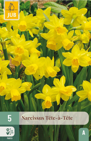 Narcissus Tête-à-Tête