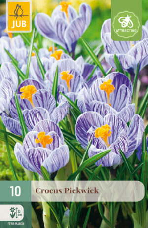 Crocus Pickwick