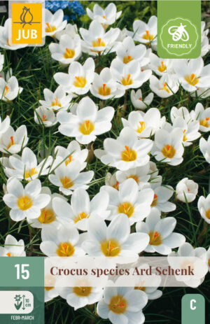 Crocus chrysantus Ard Schenk