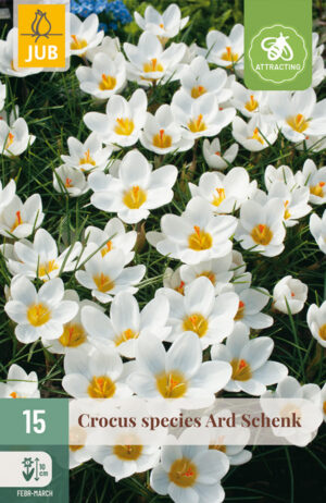 Crocus chrysantus Ard Schenk