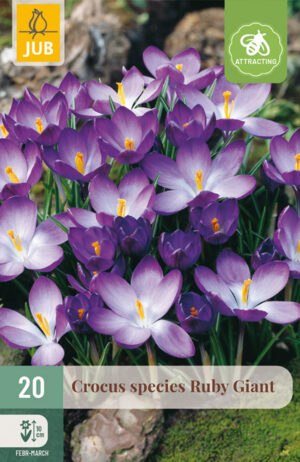 Crocus tommasinianus Ruby Giant