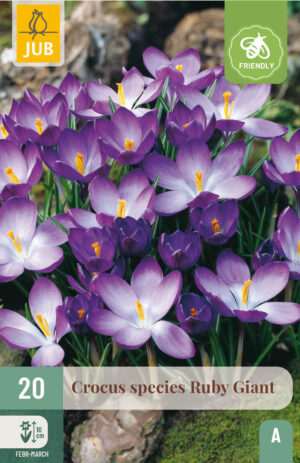 Crocus tommasinianus Ruby Giant