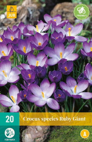 Crocus tommasinianus Ruby Giant