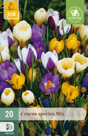 Crocus species mix