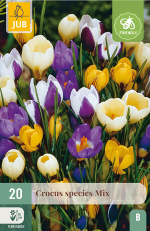 Crocus species mix