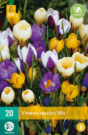 Crocus species mix