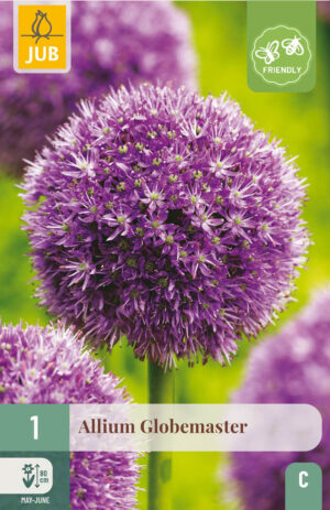 Allium Globemaster