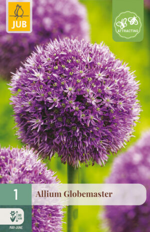 Allium Globemaster