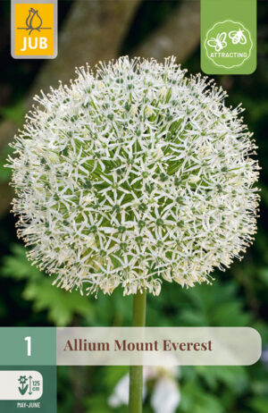 Allium Mount Everest