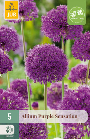 Allium aflatunense Purple Sensation