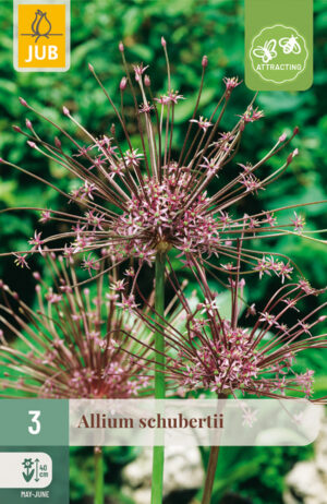 Allium schubertii