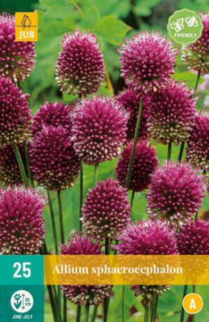 Allium sphaerocephalon